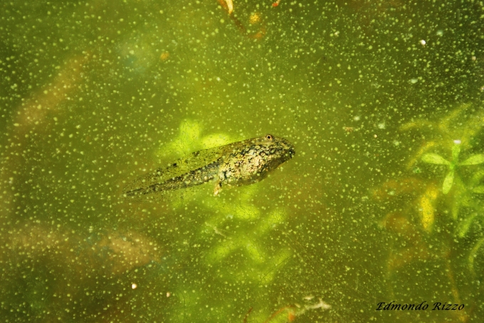 Girino da id. - Pelophylax sp.